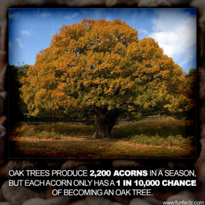 White Oak Trees Tree Main Page