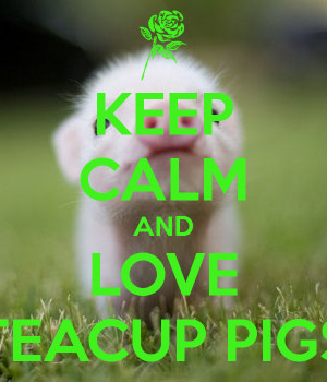 KEEP CALM AND LOVE TEACUP PIGS