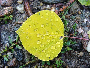 Aspen Tree Leaf Kathleenprobst