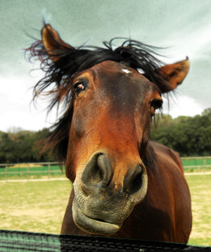 Funny Horse Portrait