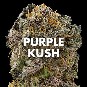 purple marijuana