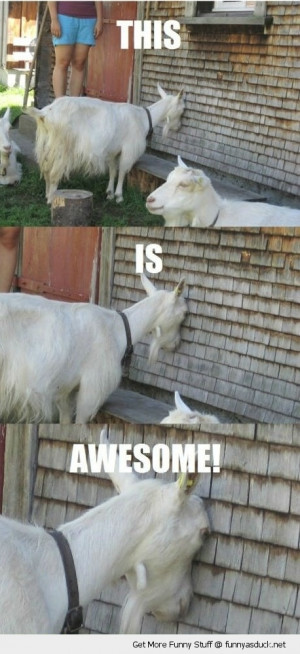 wall is awesome goat animal farm funny pics pictures pic picture image ...