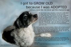 Old Dog Quotes