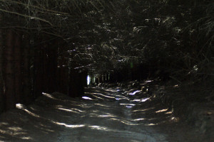 Dark Forest Path Pablojedi...