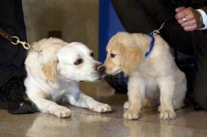 ... the most popular dog breeds on Jan. 27, 2010 in New York. Getty Images