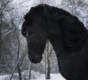 snow winter cold beautiful black animal creature horse movement mane ...