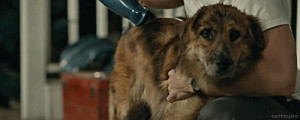 ... JUST WANT TO CRY will graham stray dogs will is a dog collector