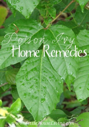 of poison ivy this summer? Here is a great list of natural Poison Ivy ...