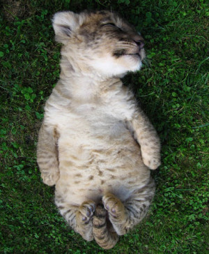 Funny photos funny cute tiger cub sleeping