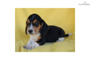 akc-registered-male-beagle-puppydog-beagle-puppy-1cf9eba6-69c5-4e57 ...