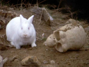 killer rabbit with skull from Monty Python and the Holy Grail