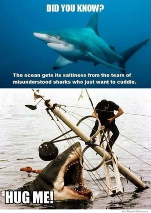 20 Funniest Shark (Week) Memes Gifs And Comics