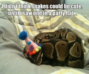 funny-picture-cute-snake-party-hat
