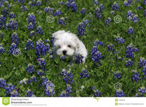 Puppy Maltese Dog Months