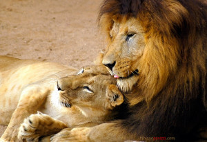 Lion Lioness Love