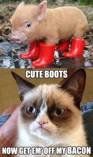 Cute Kittehs and Piglets: