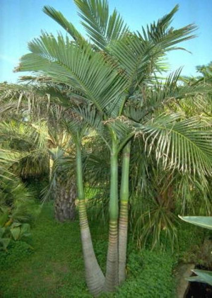 areca nut palm tree alexander palm tree sylvester palm tree