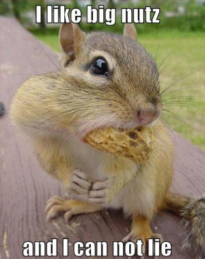 Funny Squirrel (59)