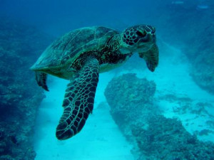 Sea turtles make surprising migration when young