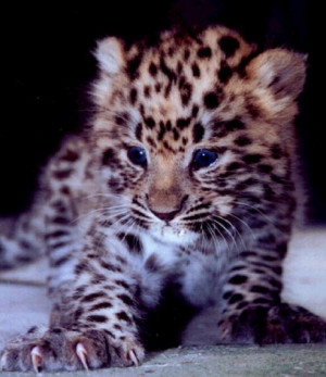 Cute Corner: Amur Leopard