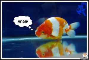 Sad goldfish