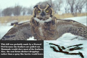 You Thank The Hoot Owl Day