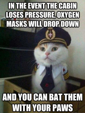 Funny Cat As Airplane Captain