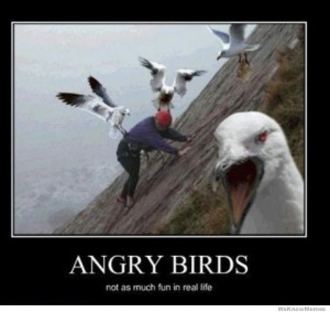 ... most funny Angry birds memes and Jokes . . . #Hilarious #Funny #Jokes