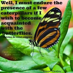 ... butterflies blessed butterflies stuff butterflies quotes monarch