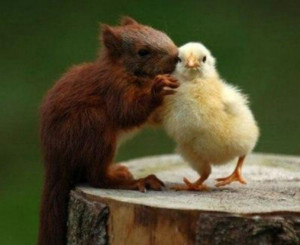 Cute & Funny Squirrels
