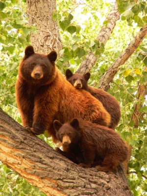 Mama Bear Cub Quotes