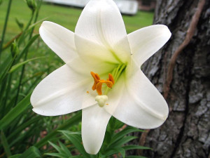 ... and Japanese Show lilies, are a safety threat to your feline friends