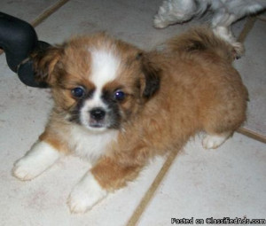 Baby Shih Tzu Chihuahua Mix Puppies