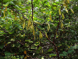 Looks Like Green Bean Tree