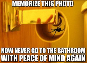 funny spider in bathroom