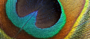 Nature Beautiful Symmetry Vsurreal Digital Composition I Did Using ...