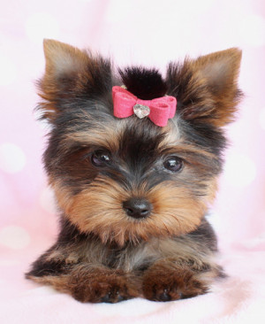 Adorable Yorkie Puppies For