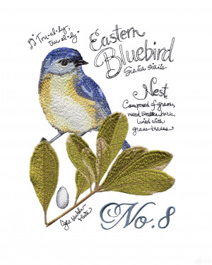 Bird210 Bluebird Bird Study Embroidery Design