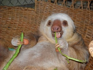 Ms Cute Sloth