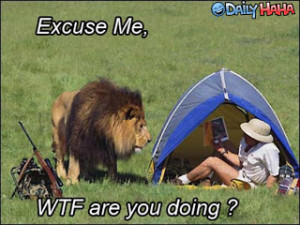... funny sayings,funny african lions,lion king funny,funny lion pictures