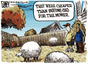 Funny cartoon of sheep keeping mans lawn mowed by eating the grass ...