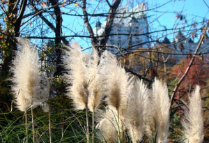 Dalai Lama Quotes Wallpaper