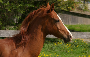 where in this wide world can man find nobility without pride ...