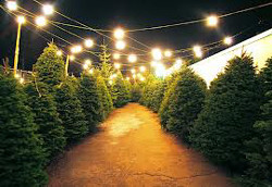 Christmas Tree Lot or Pumpkin Patch Business Information: