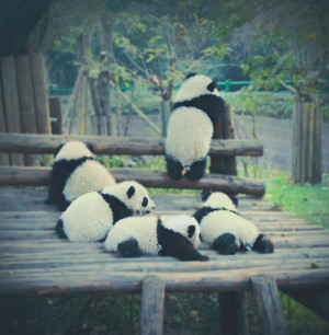 baby-panda-cute-panda-pandas-photography-Favim.com-411206.jpg