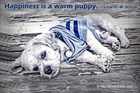 puppy quotes and sayings - Google Search