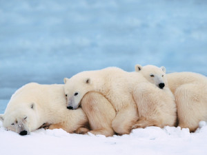 Animals Polar Bears