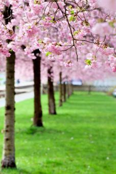 flowering cherry trees with pink blossoms