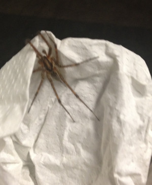 Working the overnight shift, and this freakish thing just dropped from ...