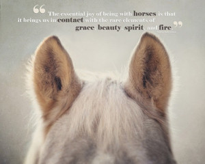 Horse Quotes